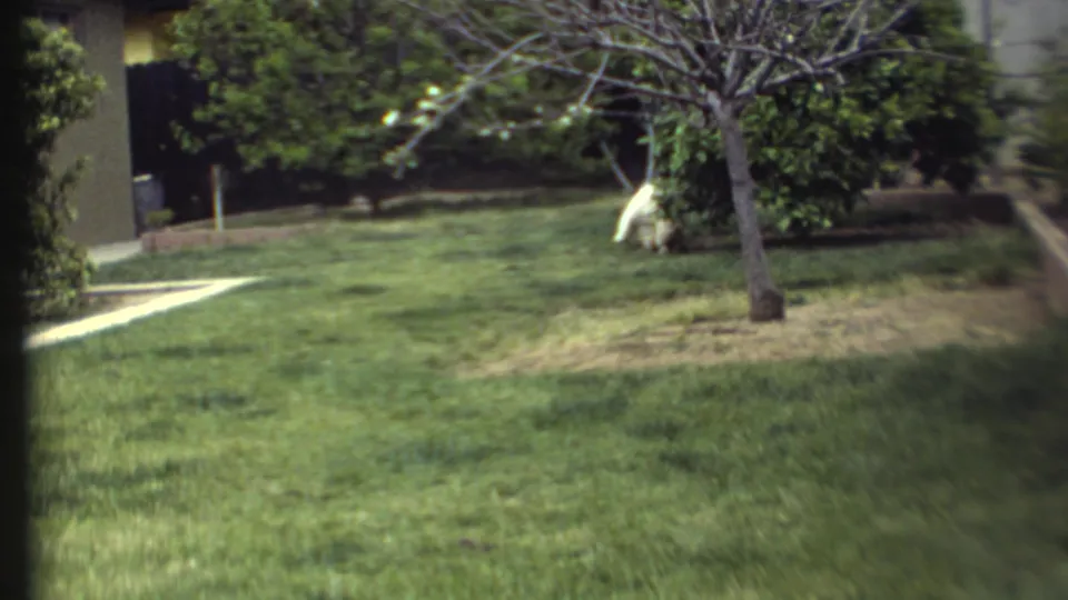 1972 8mm frame with a white dog near a small tree on a suburban lawn, with shrubs and a walkway visible in the background.