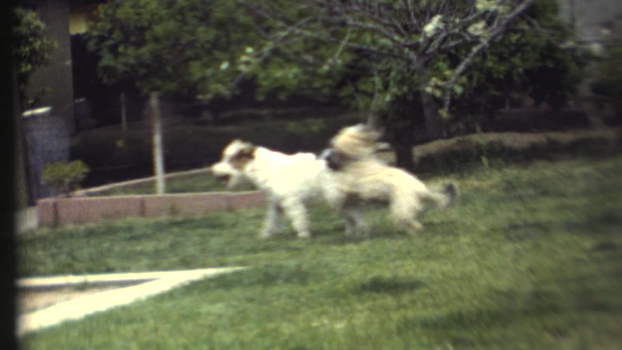 Two small dogs stand on a sunny lawn near trees and a low brick border.