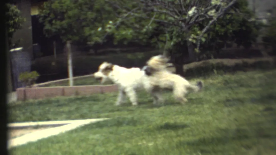 1972 8mm frame from Grand Canyon, Arizona, showing two small dogs on a sunlit lawn near trees and a brick border.