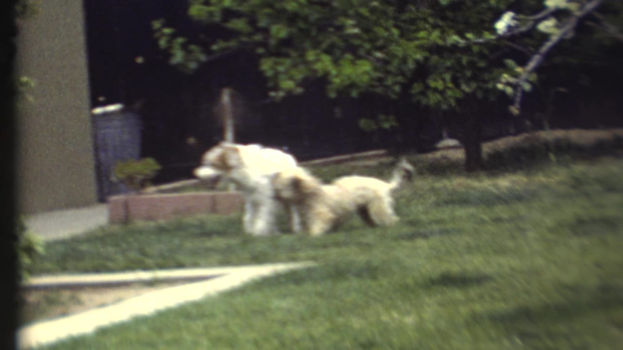 Two small dogs move across grass near a walkway and shaded trees.