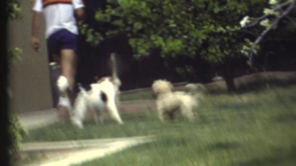 A man in a white striped shirt and blue shorts walks across the lawn while two small dogs follow in 1972 home-movie footage.