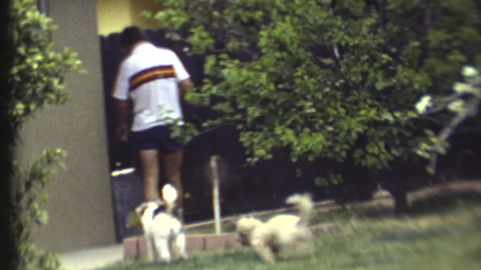 The man approaches a shaded house or patio entrance as two small dogs linger on the sunlit lawn in 1972 8mm footage.
