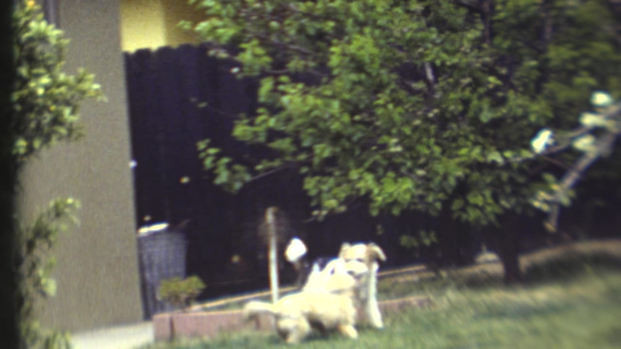Two light-colored dogs play near grass and shrubs after the man has left the frame.