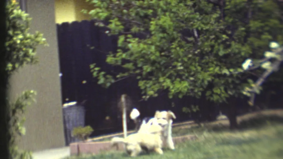 1972 8mm frame of two dogs playing in a landscaped yard with trees, shrubs, and a doorway in the background.