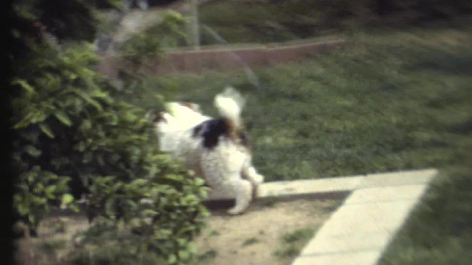 1972 8mm home-movie frame with a dog near a concrete path, bushes, lawn, and visible sprinkler or hose spray.