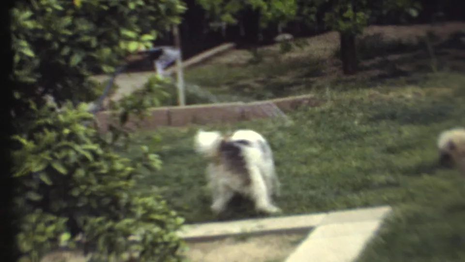 1972 8mm frame showing a dog walking through a yard with a sidewalk, shrubs, grass, and sprinkler or hose spray.