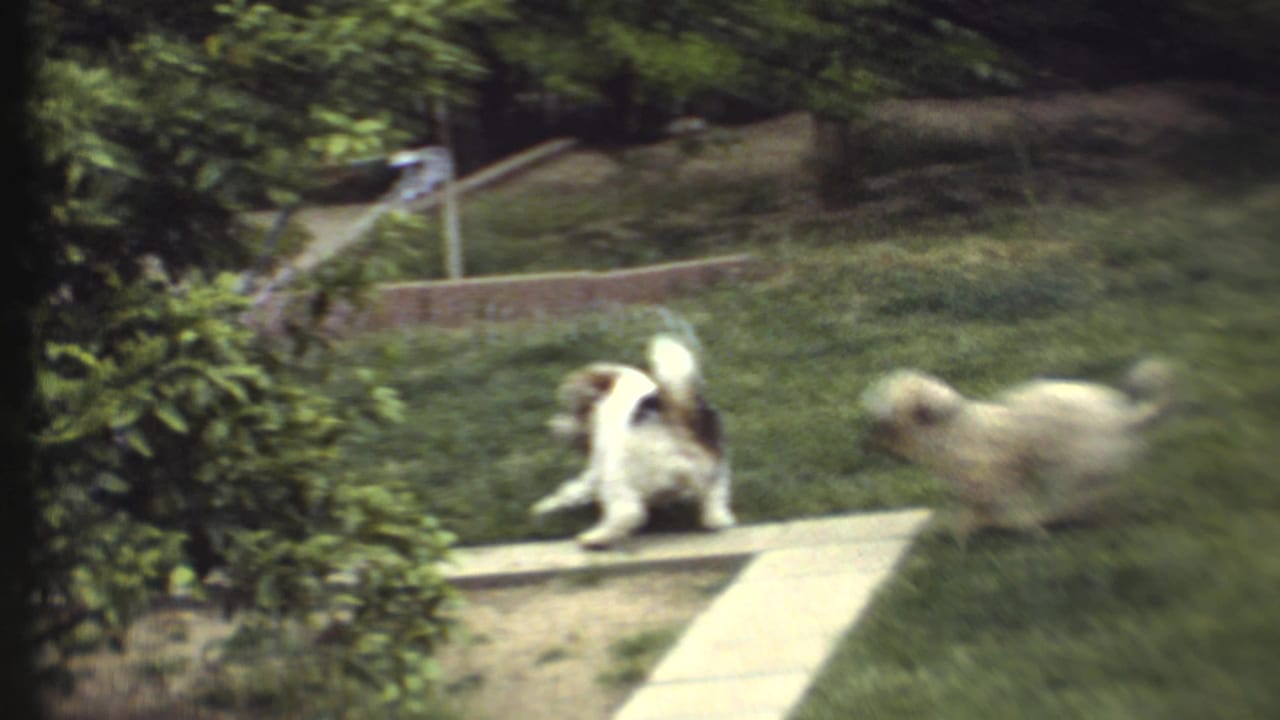 Two small dogs move on a lawn beside a concrete path and sprinkler spray.