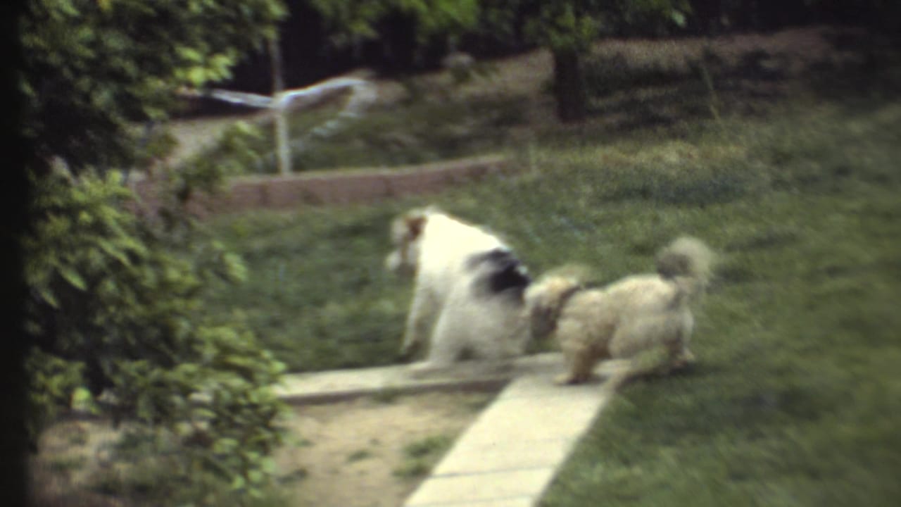 A white and brown dog sits near a smaller cream dog on a grassy yard.