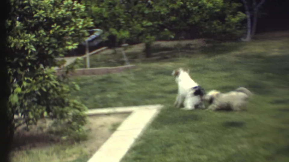1972 8mm frame of two small dogs in motion across a green backyard, with handheld blur and a concrete path.
