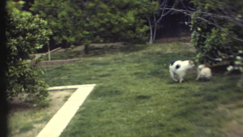 1972 8mm home-movie frame of two small dogs near bushes at the side of a green backyard lawn.