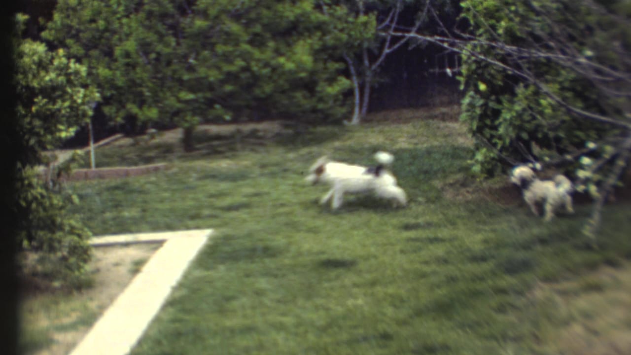 Two small dogs run across a grassy yard near a concrete path and shrubs.