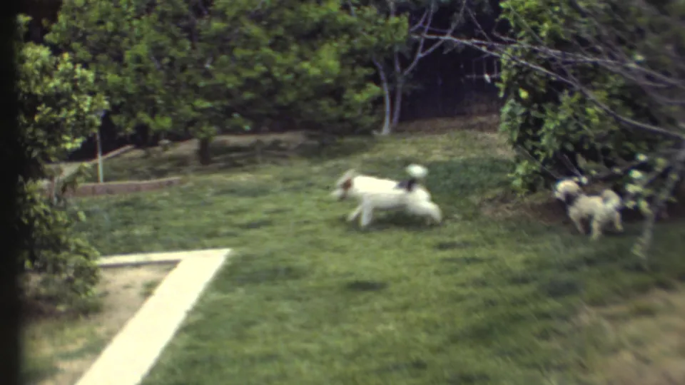 In 1972 home-movie footage, two small dogs move across a sunlit yard with trees, shrubs, and a concrete walkway.