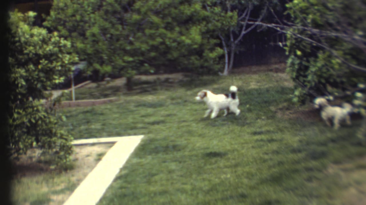 A white-and-dark-marked dog pauses on a green lawn as another small dog moves near the edge of the 1972 yard scene.