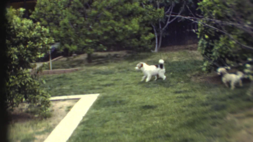 A white-and-dark-marked dog pauses on a green lawn as another small dog moves near the edge of the 1972 yard scene.