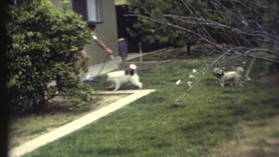 A man in casual clothes holds a garden hose toward two small dogs in a sunlit 1972 residential yard.