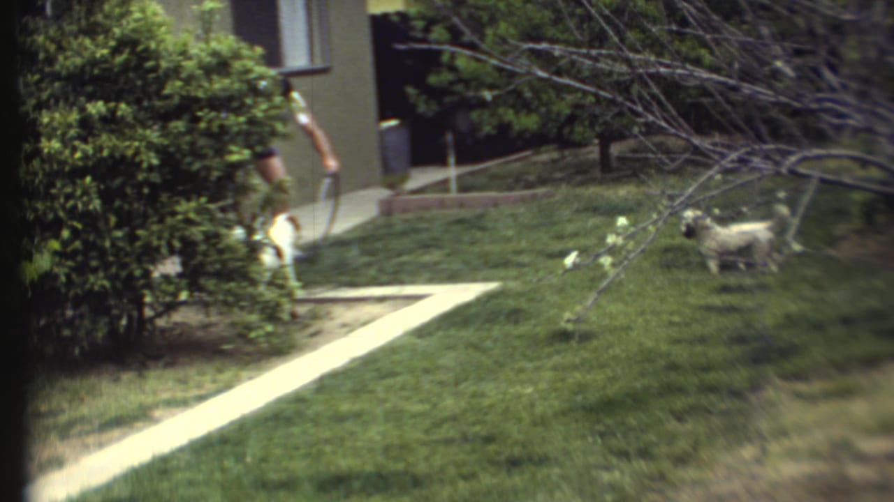 Person holding a hose on a lawn while two small dogs move near a house and path.