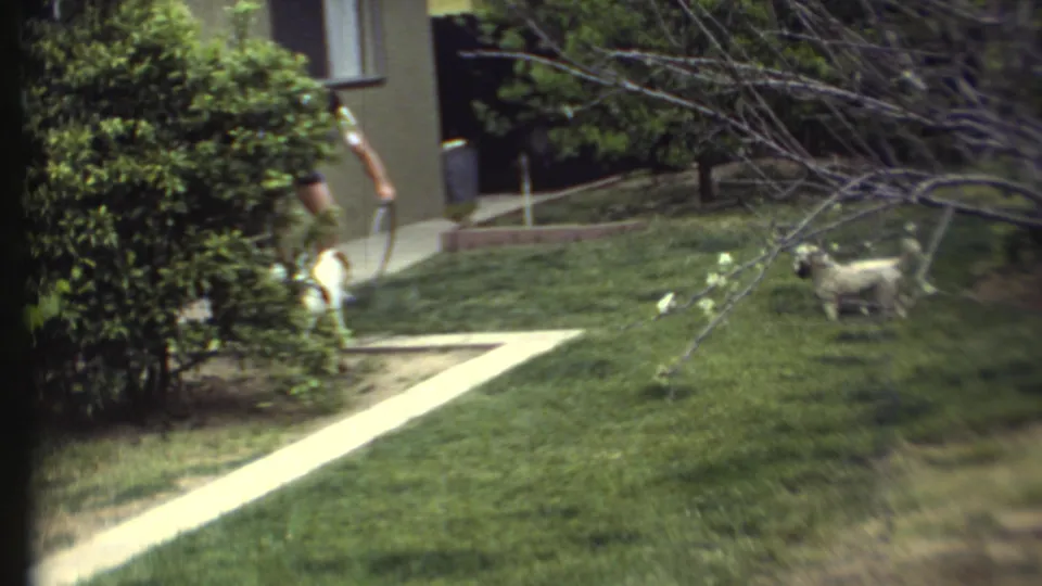 1972 8mm home-movie frame of a person with a garden hose as two small dogs move across a residential lawn.