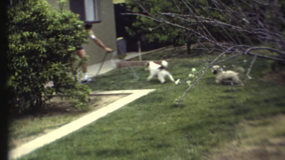 1972 residential yard scene with a person holding a hose, a white dog running, and a second small dog nearby.