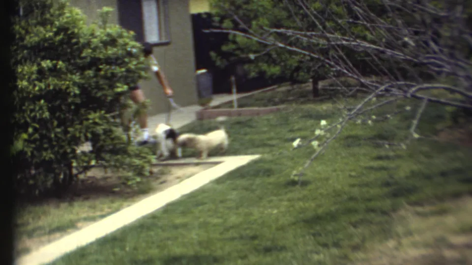 1972 8mm frame showing two small dogs close together near a concrete path while a person holds a hose in the yard.