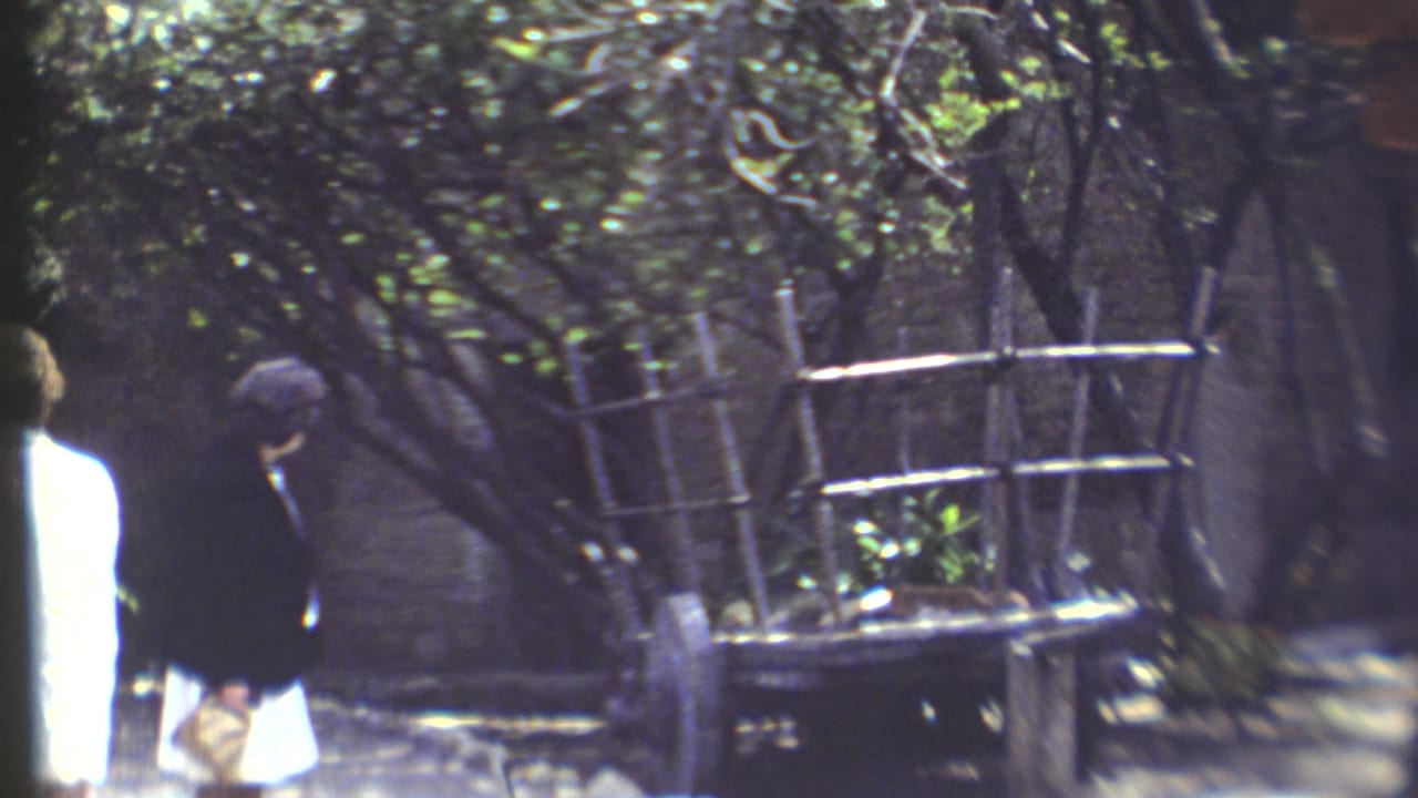 Two women walk beside trees and wooden fencing in a shaded outdoor area.