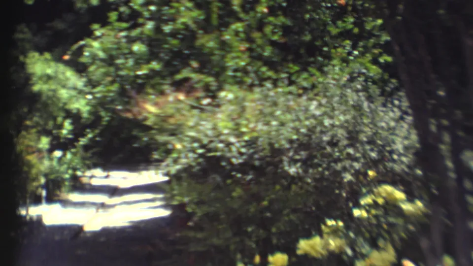 Grand Canyon-area 8mm frame of a bright path surrounded by dense green trees and bushes.