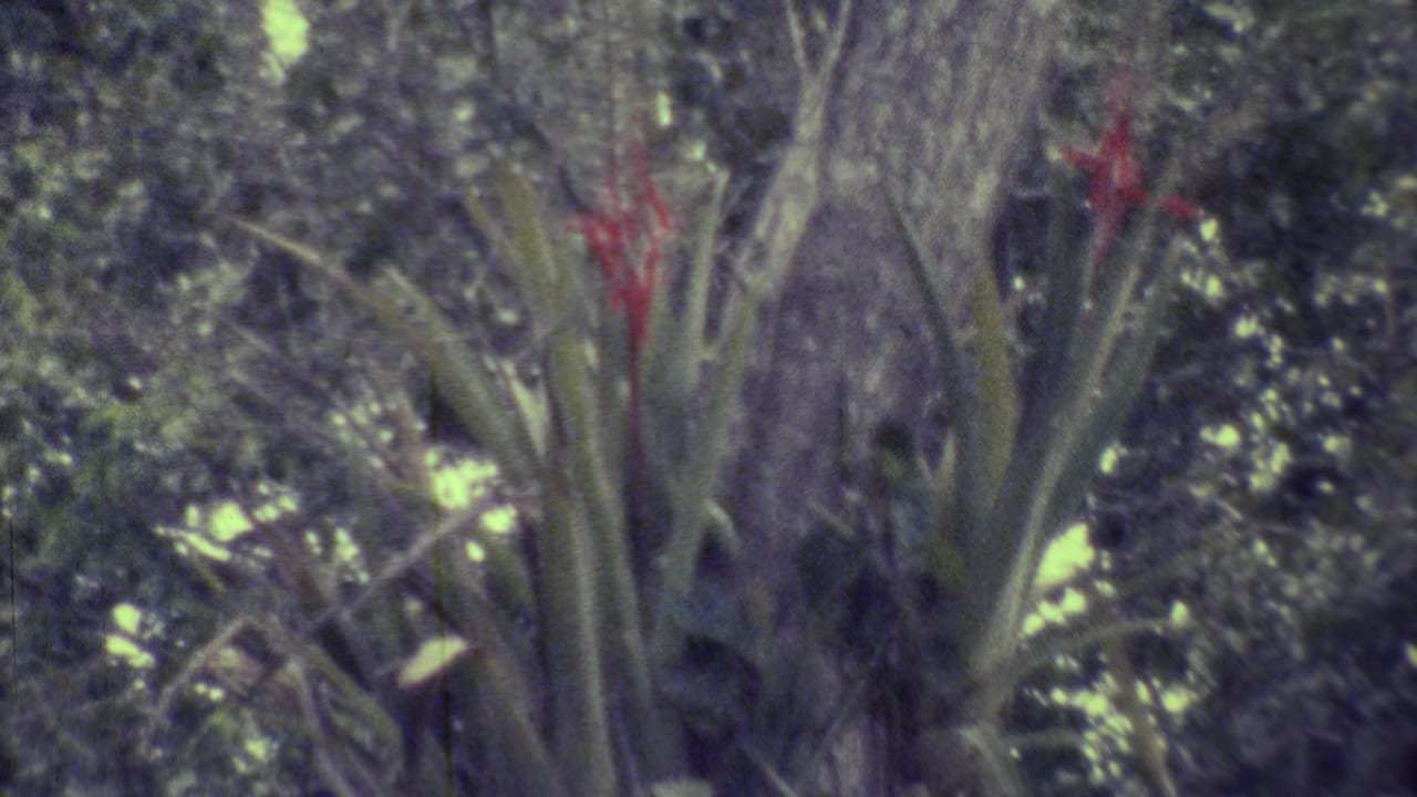 Red flowers and long leaves growing from a tree in dense foliage.