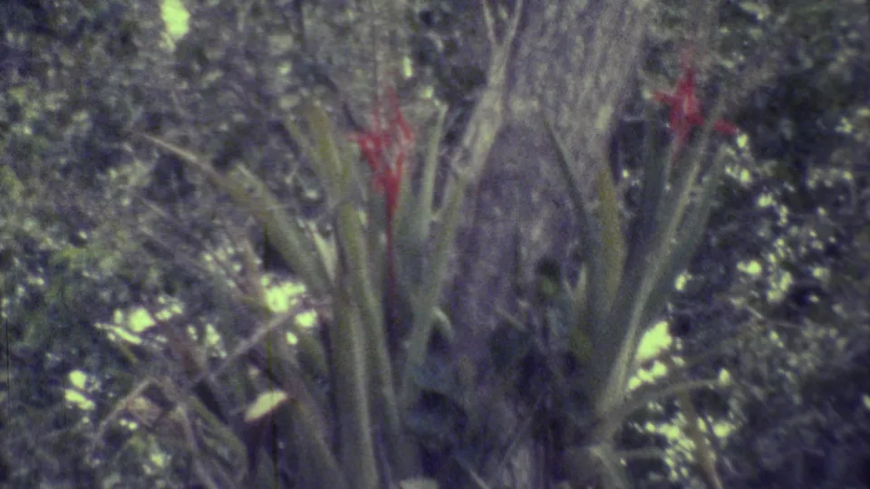 1973 Yucatan 8mm frame showing red bromeliad-like flowers and long leaves on a tree within dense tropical greenery.