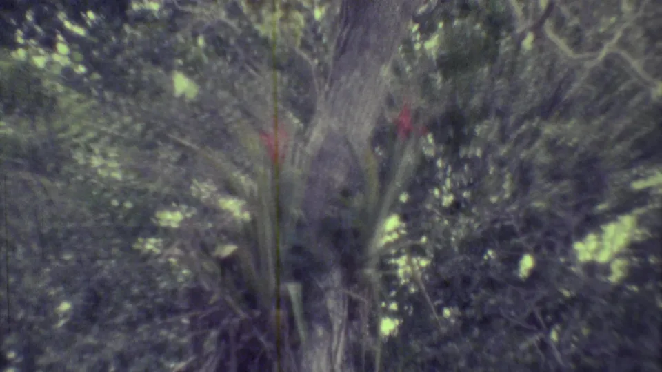 Two red flowering plants appear on tree trunks in a shaded Yucatan garden or jungle setting, with soft 8mm color and grain.