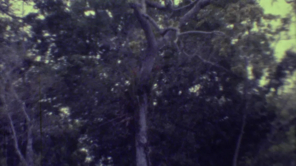 Handheld 8mm view of shadowed tropical branches and leaves, likely within the same Yucatan garden or wooded area.