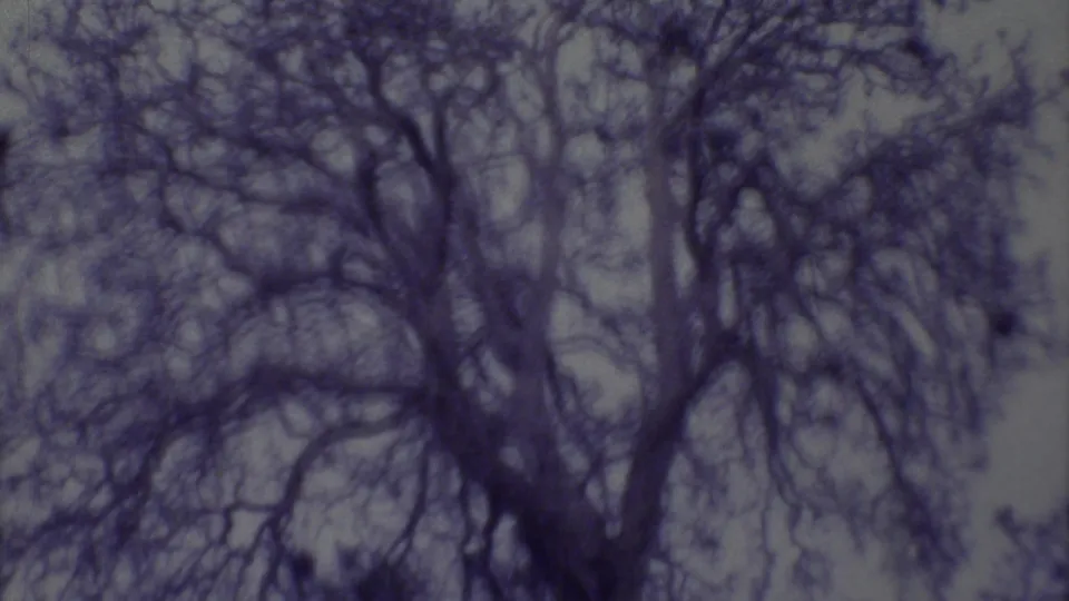1973 Yucatan 8mm frame showing a large bare-branched tree against pale sky, with darker surrounding foliage at the edge.