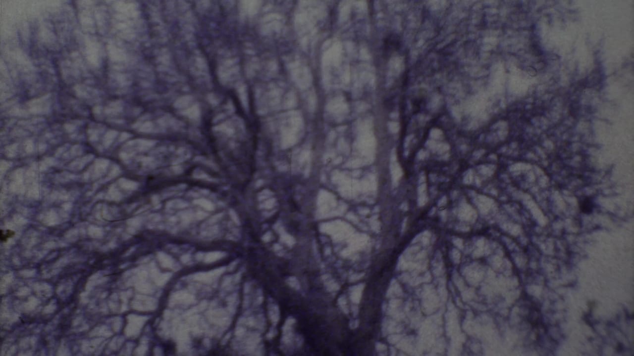Bare tree branches silhouetted against a dim, bluish sky.