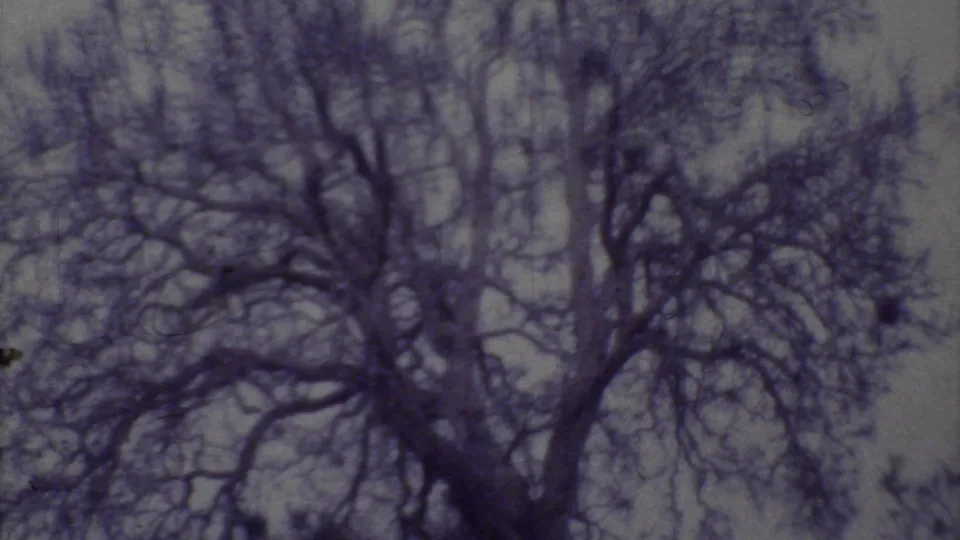 1973 8mm frame from Yucatan showing bare branches filling the view before the pan reaches the ruins.