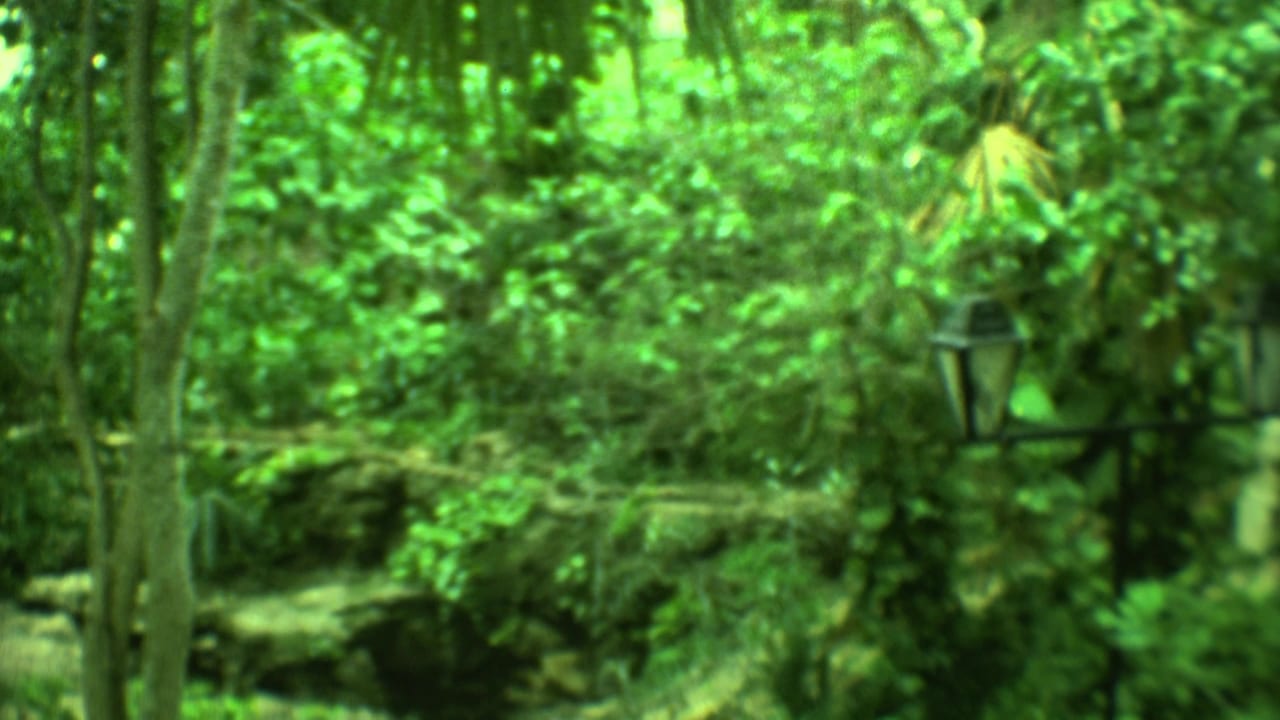 Dense green forest with a shaded path and distant dark shapes among trees.