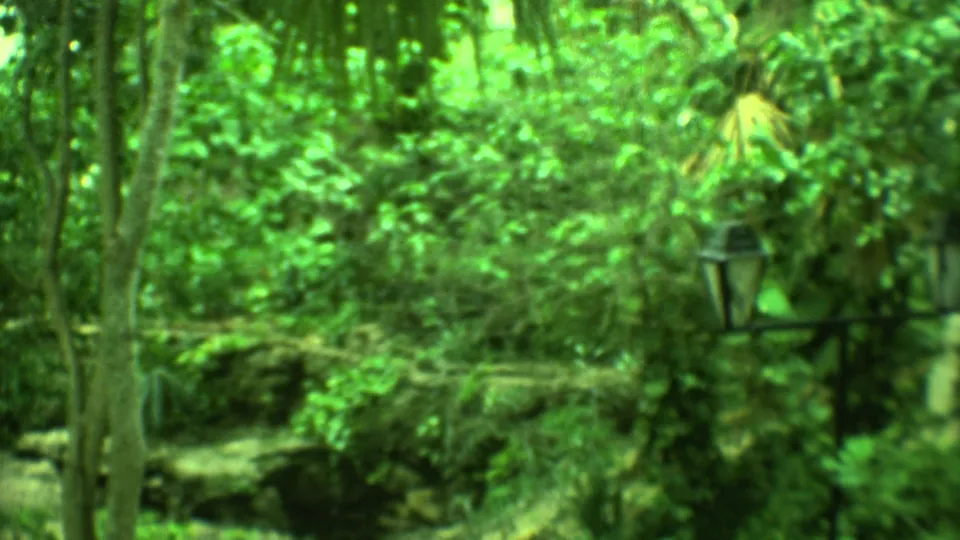 1973 Yucatan home-movie frame showing lush forest, soft-focus trees and a shaded path leading deeper into vegetation.