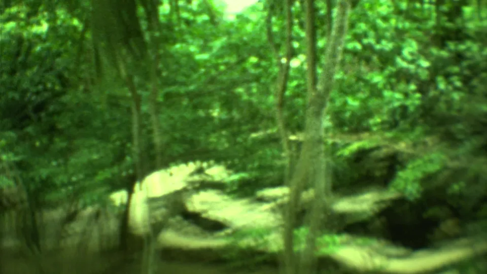 1973 Yucatan travel footage frame with a curving path, thin tree trunks and dense greenery in a handheld 8mm view.