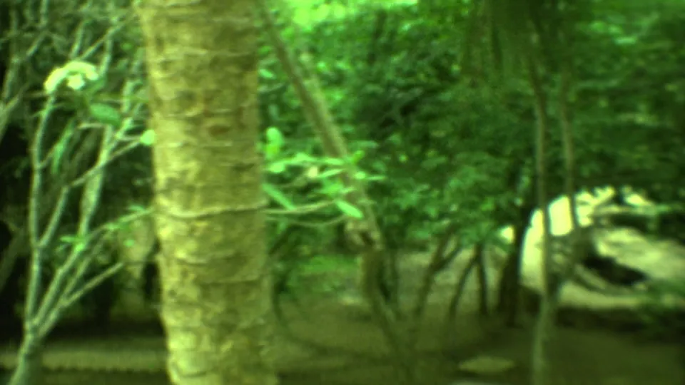 Yucatan forest frame from 1973 showing a large palm trunk, tangled branches, dense plants and a low path or stone edge.