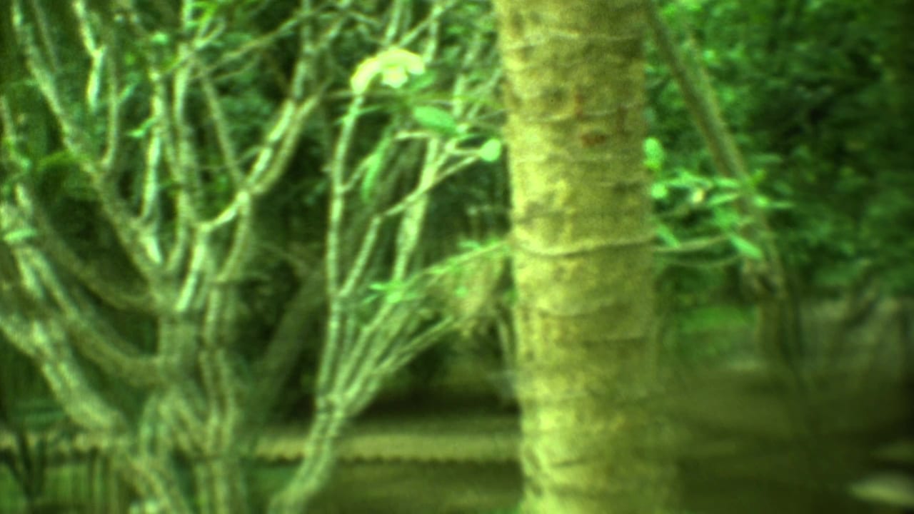 Soft green-tinted view of tropical trees, shrubs, and a low park border.
