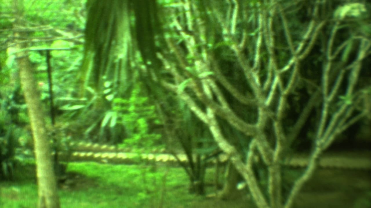 Blurred tropical garden with palms, shrubs, and a faint path or course edge.