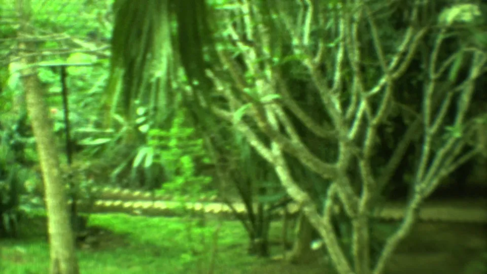 Soft 8mm frame from Yucatan, Mexico, with palms, dense greenery, lawn, and course-like edging in a park.