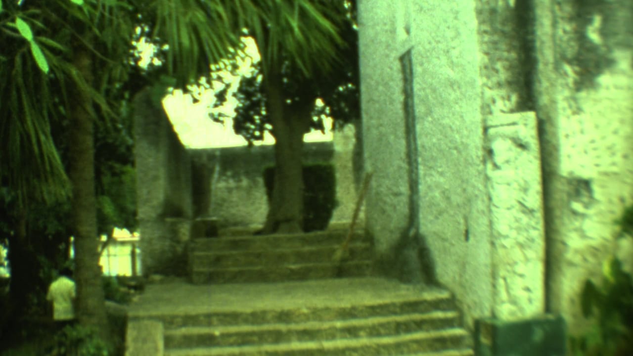 Stone steps and a shaded wall framed by palm trunks and foliage.