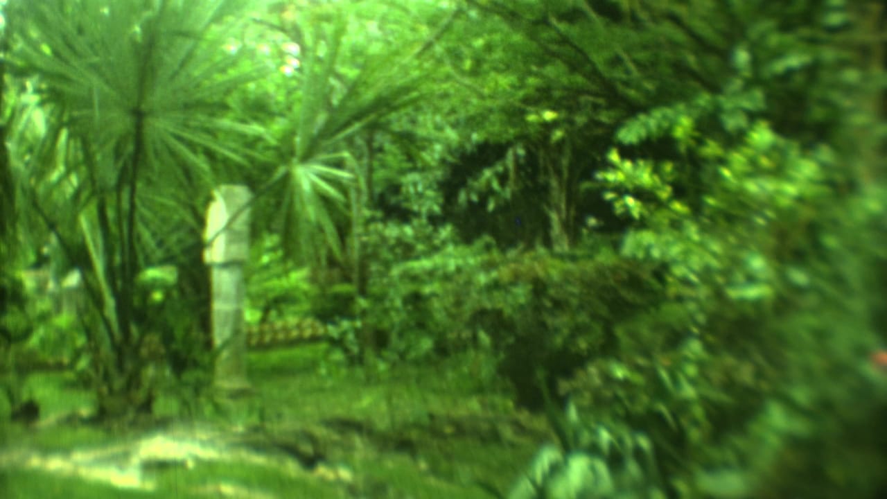 Tropical garden with palms, shrubs, grass, and a pale pillar partly behind foliage.