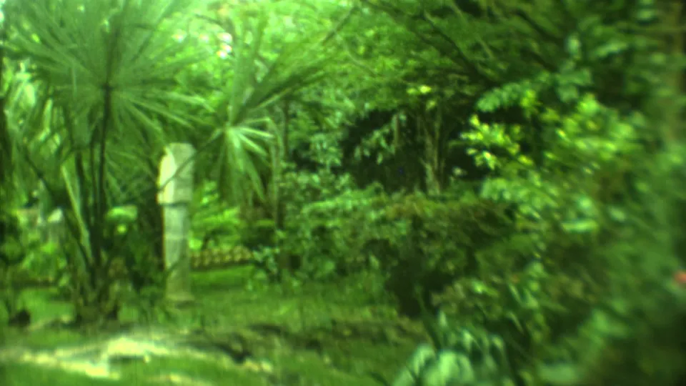Soft 1973 8mm view of a lush Yucatan garden, with palms, layered greenery, lawn, and a pale stone pillar visible through plants.