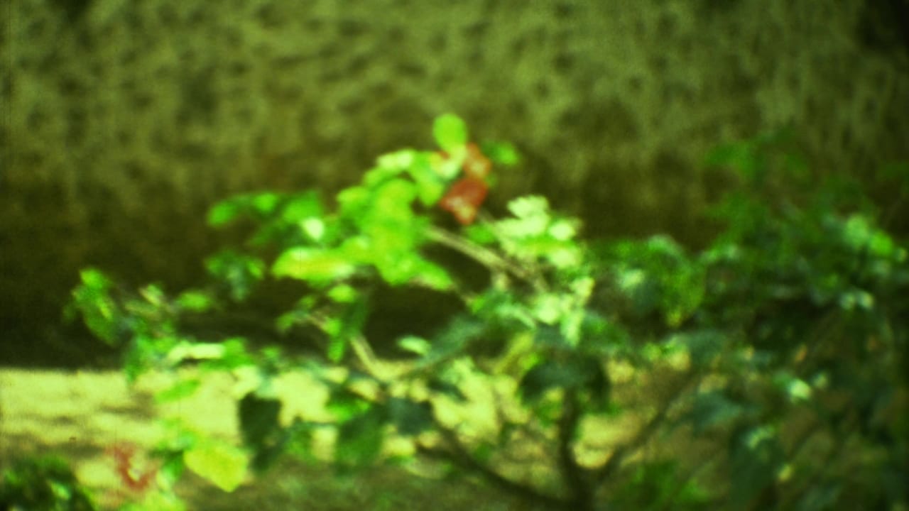 Soft-focus green plants and a stone surface appear in bright sunlight.