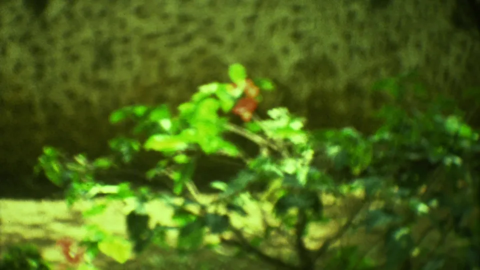 Green-tinted 8mm frame of plants and stone at the Yucatan archaeological site, emphasizing texture and sunlight.