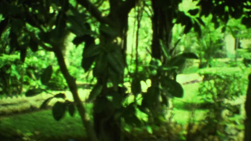 1973 Yucatan home-movie frame emphasizing dense tropical leaves, tree trunks, grass, garden borders, and a pale path, with the cross no longer central.
