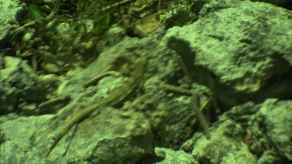 A lizard, possibly an iguana, rests on rocks and exposed roots in the 1973 Yucatan footage.