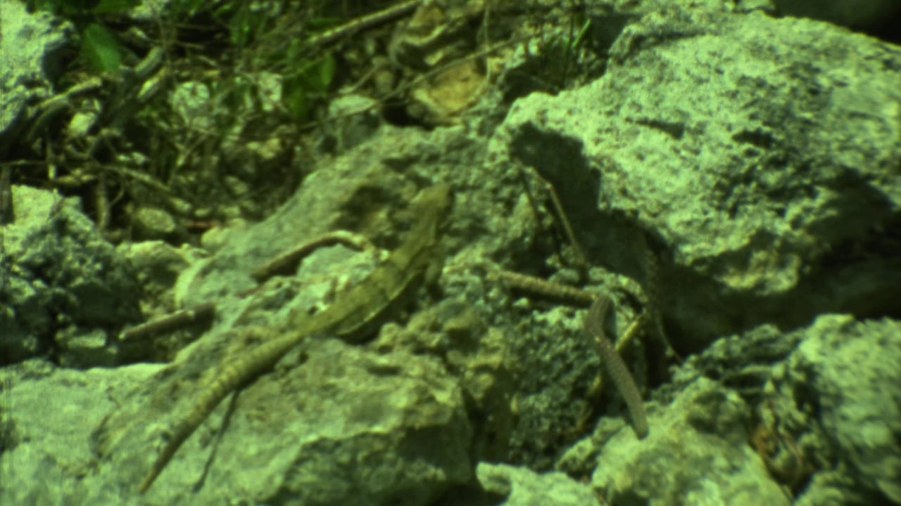 Small lizard stretched across pale rocks with dry stems and greenish film tint.