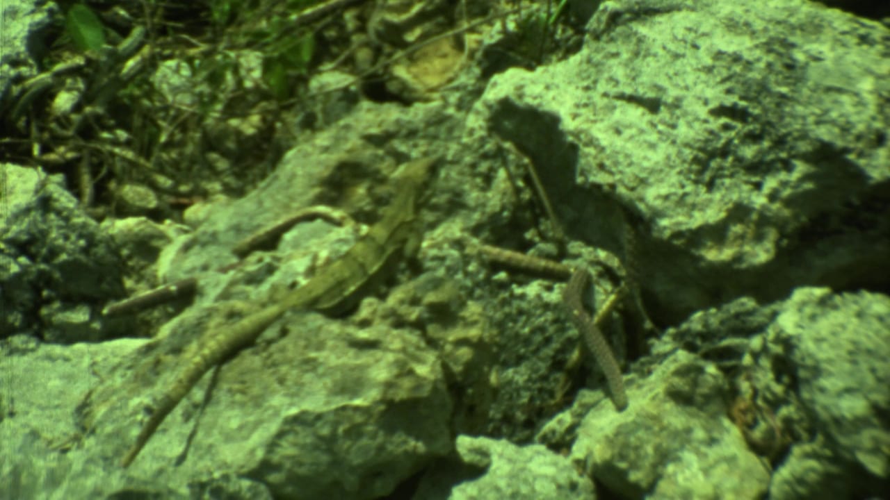 Lizard moving over cracked pale rocks in Yucatan, Mexico, seen through green-tinted 1970s 8mm home-movie film.