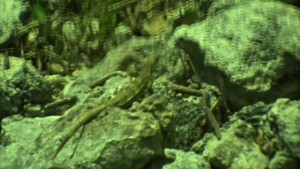 A slightly blurred 1973 Yucatan 8mm frame shows a lizard near pale rocks, dry stems, and soft green vegetation.