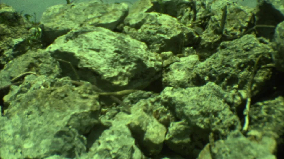 Final 8mm frame from Yucatan shows the lizard partly obscured among pale rocks, dry twigs, and green-tinted vegetation.